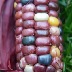 Jewel Corn 2